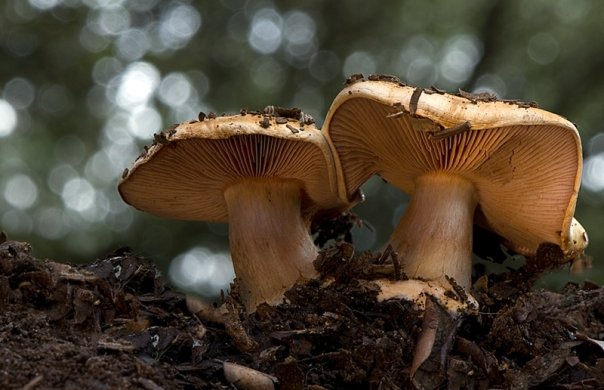 16750_1251836266680_1552720790_30647600_8036089_n