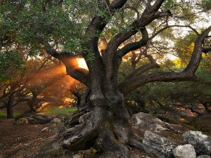 26088_10150158740630457_688850456_11586708_1037464_n