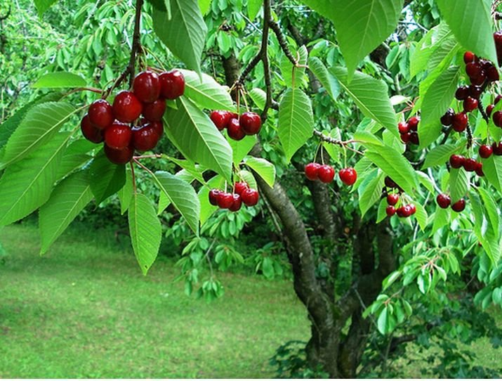 30688_398369108201_38051523201_4432389_7214737_n