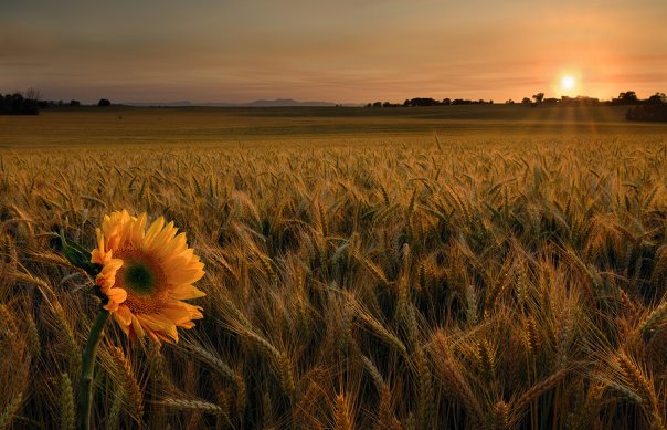 5533_109606226428_742126428_2402147_4554550_n