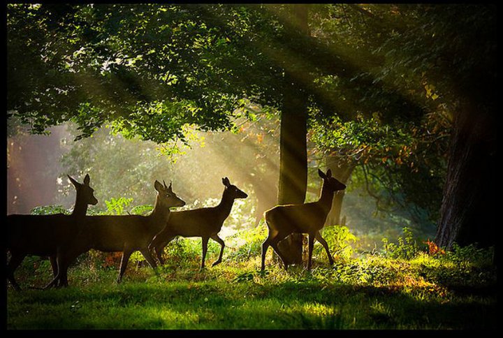 65335_436525033201_38051523201_5364195_1574733_n